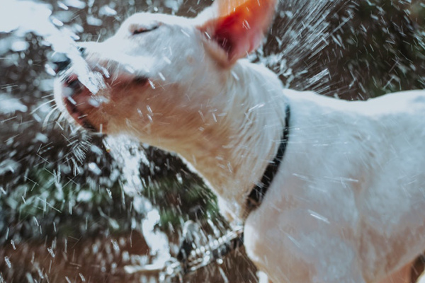 Água fresca para cães: Um truque simples para mantê-los saudáveis