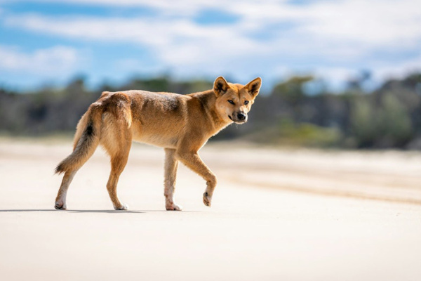 DNA antigo confirma teoria e traz novas revelações sobre os Dingos