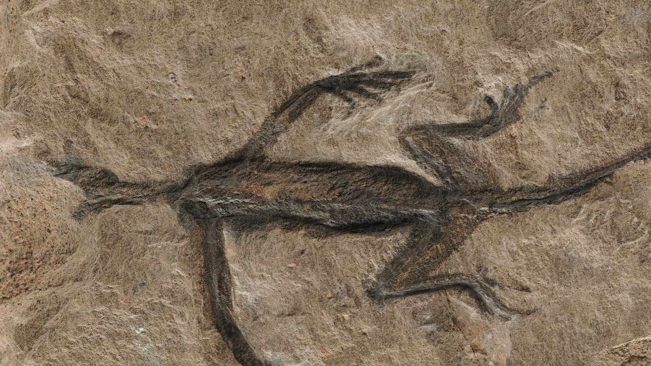 fossil