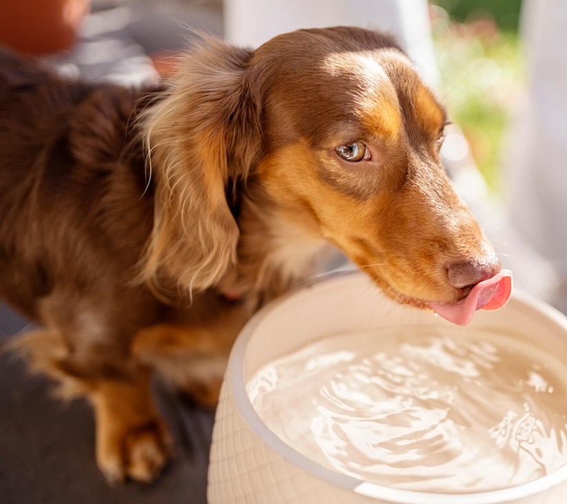 cute brown dachshund puppy